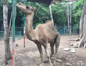 En buena salud, dromedario del zoológico Miguel Ángel de Quevedo