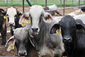 Veracruz, entidad con mayor producción de carne de ganado bovino y miel de abeja