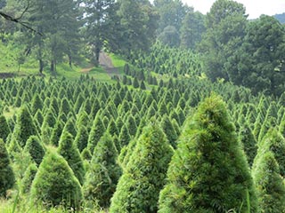 Ofertarán productores veracruzanos más 89 mil árboles de Navidad