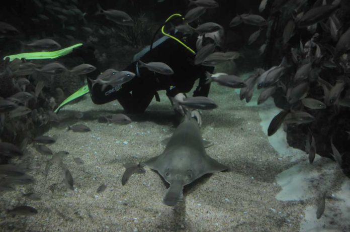 Exhiben tiburón sierra en el Acuario de Veracruz