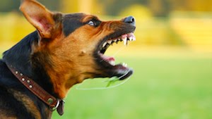 Van más de 5 mil ataques de perros en principales ciudades de Veracruz