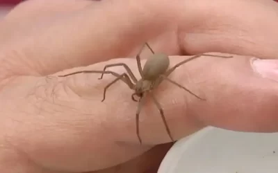 Conoce un poco acerca de la araña violinista y sus características