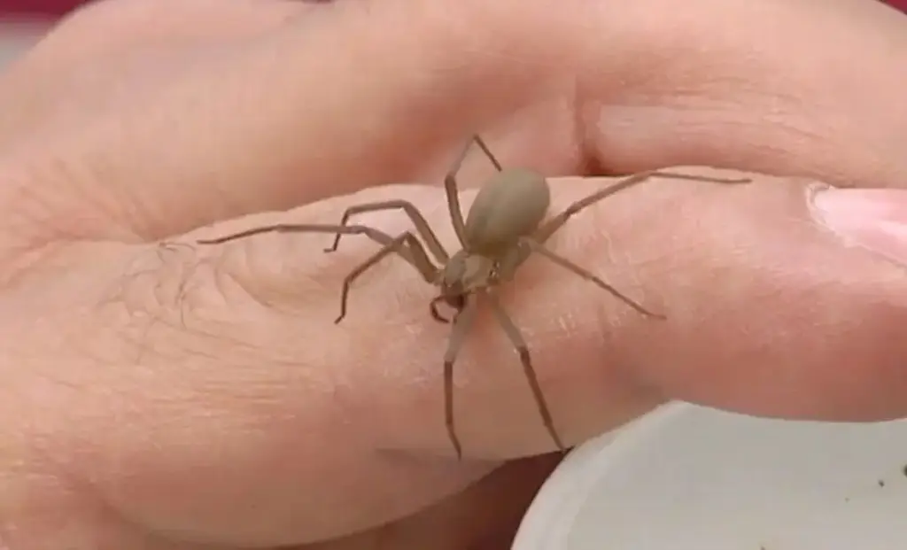 Conoce un poco acerca de la araña violinista y sus características