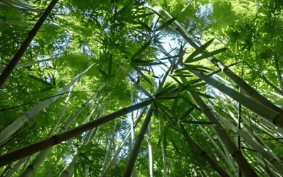 El Bambusal, un viaje a los bosques de Asia sin salir de Puebla