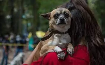Presentan iniciativa para garantizar tutela de ‘perrijos’ y animales de compañía tras un divorcio