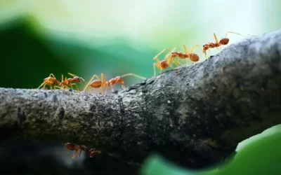¿Las hormigas tienen puntos ciegos al moverse con carga? Esto dice estudio