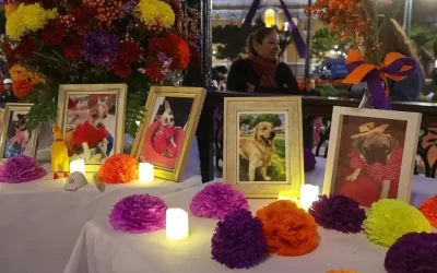 Este lunes se le pone ofrenda a las mascotas por el Día de Muertos