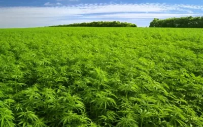 EU emite prohibiciones a la industria del cannabis, empresarios reaccionan
