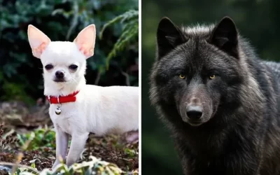 Estudios demuestran que todos los perros conservan genes de lobos, hasta los Chihuahua
