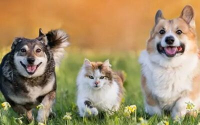 Duelo por mascotas avanza: Cámara aprueba permiso laboral y envía proyecto al Senado