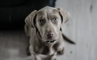 ¿Qué tan conveniente es cortarle las uñas a un perro? Esto dice veterinario