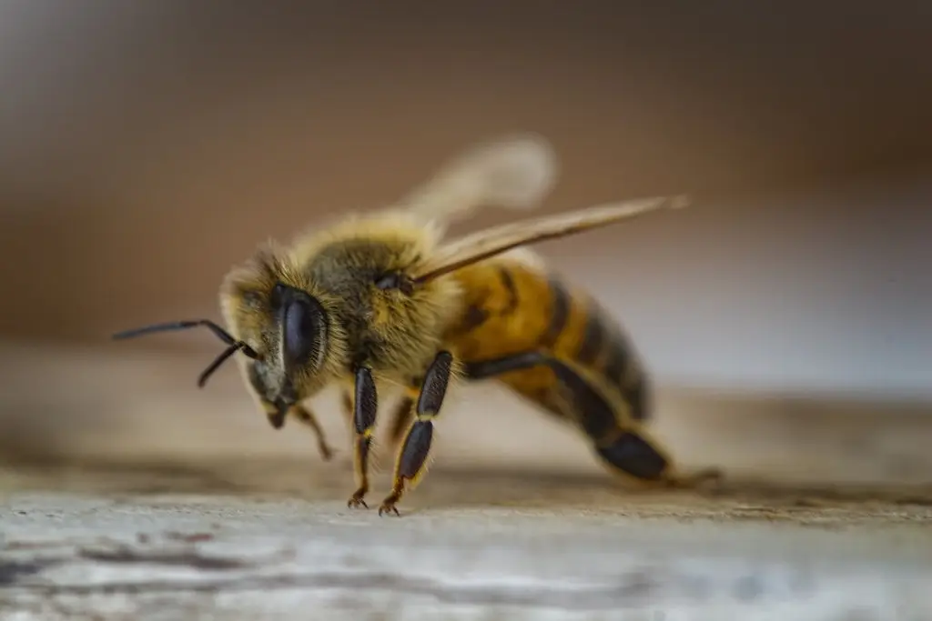 Día Mundial de las Abejas: ¿Por qué son tan importantes para la vida humana?